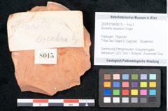 Foto (Objekt + Etikett) von Bumelia oreadum Unger (NHMW-GEO-2024-0188-8015)